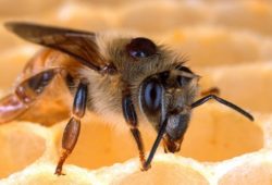 ماذا يطلق على ذكر النحل