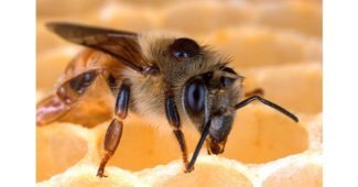 ماذا يطلق على ذكر النحل