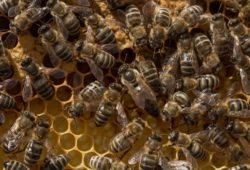 ما دور ملكة النحل