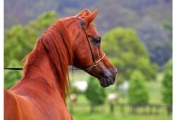 كم سعر الحصان العربي الاصيل