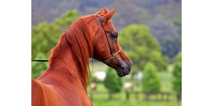 كم سعر الحصان العربي الاصيل