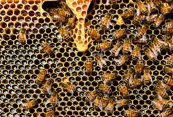 كم يستغرق النحل لإنتاج العسل