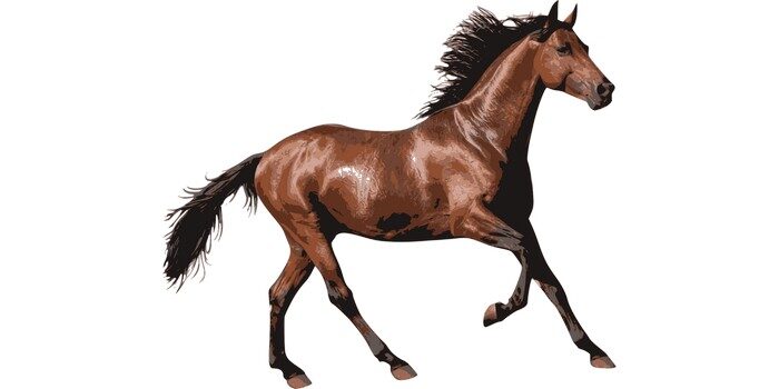 ما اسم الحصان بالانجليزي؟