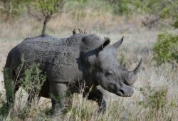 ما اسم وحيد القرن بالانجليزي ؟