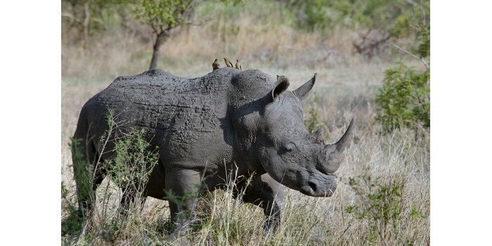ما اسم وحيد القرن بالانجليزي ؟