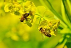 ما دور شغالات النحل