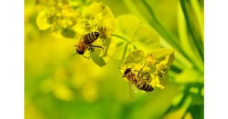 ما دور شغالات النحل