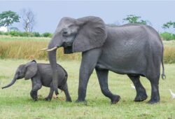 ما معنى صغير الفيل بالفرنسية؟